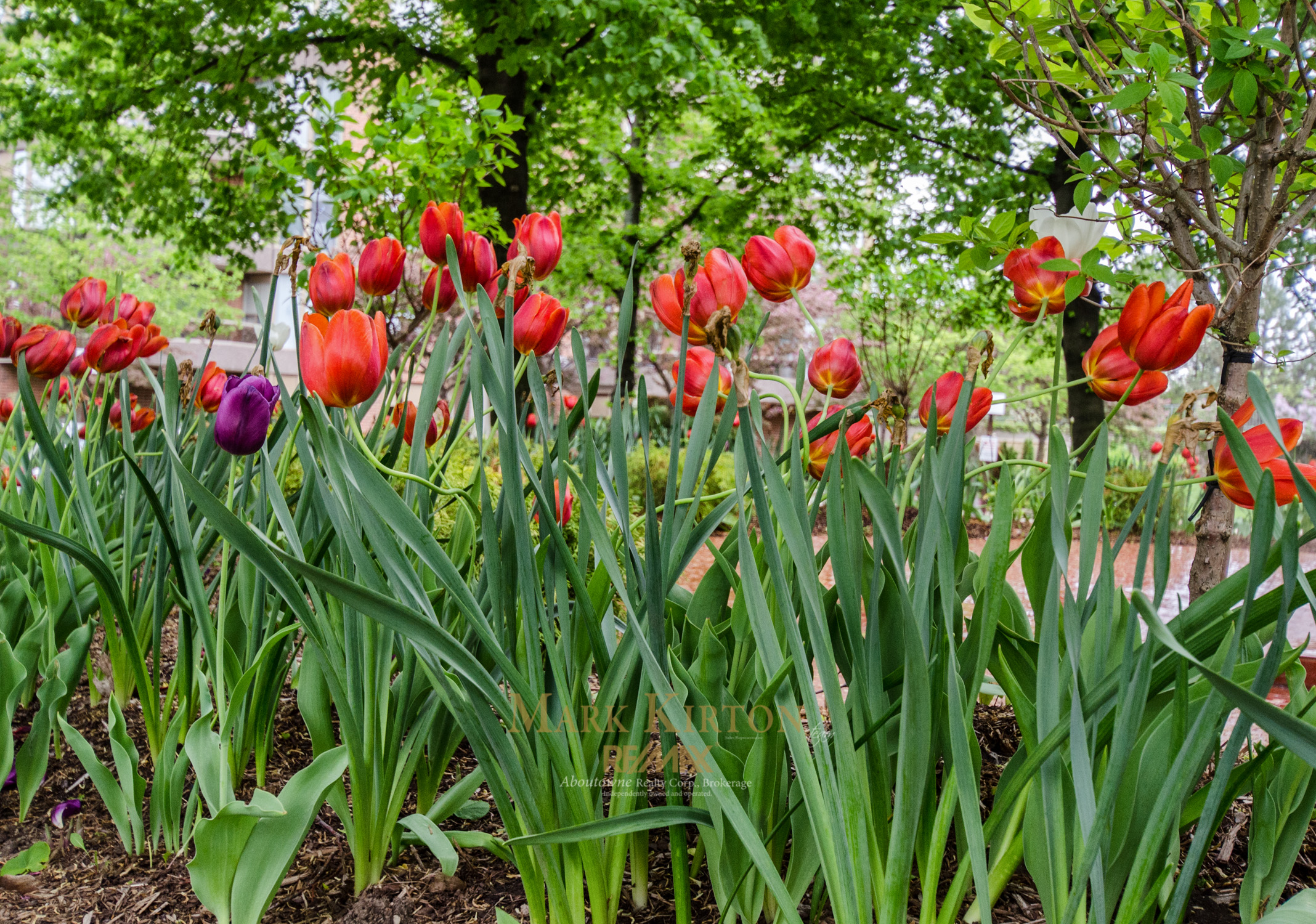 Tulips